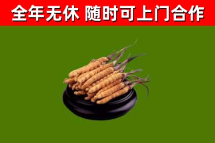 全椒县回收散虫草