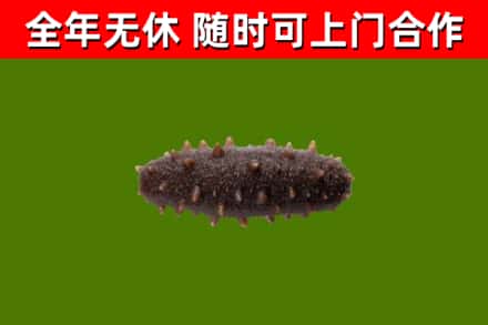 全椒县回收海参干